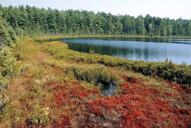 Heath Pond Bog Natural Area, New Hampshire, USA